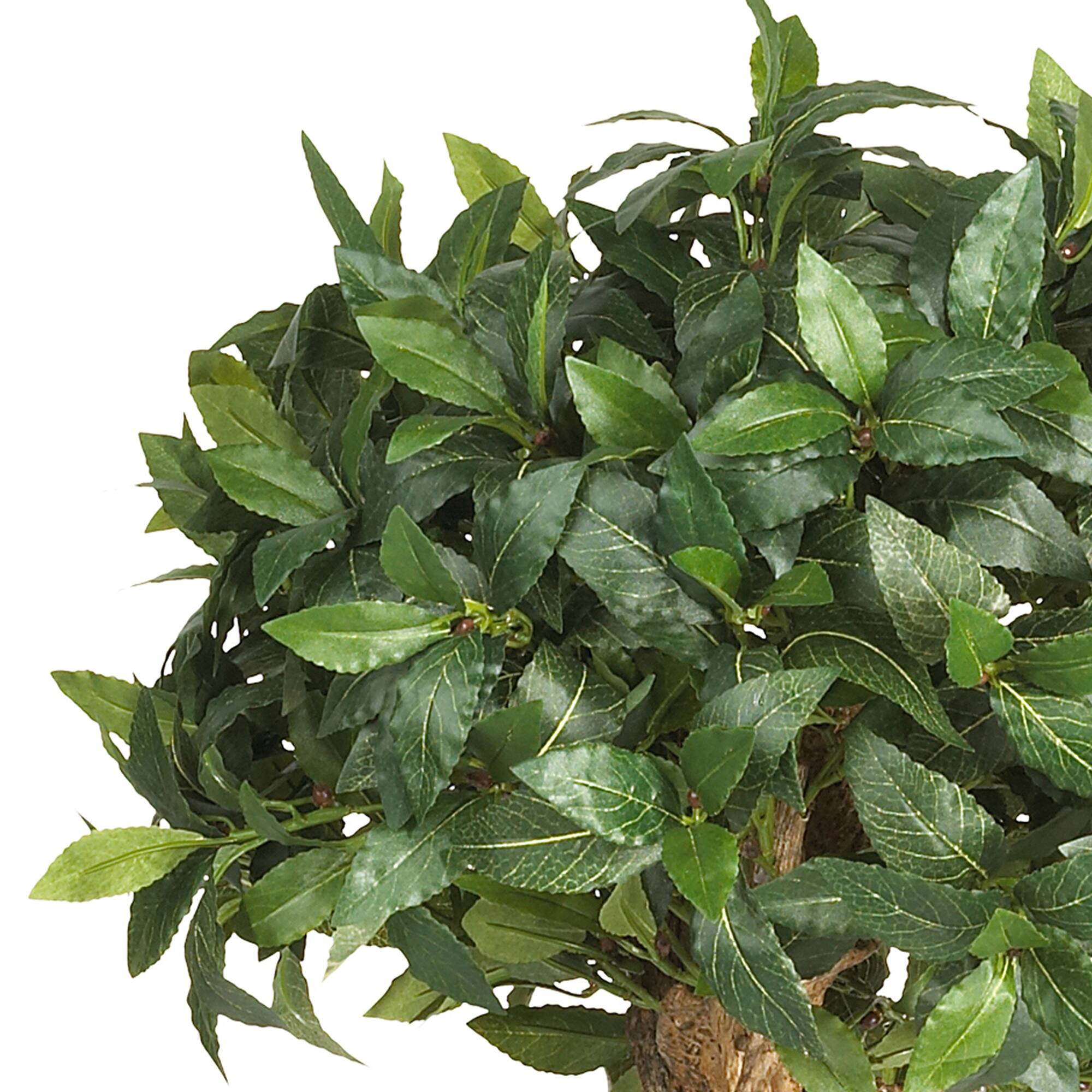 4ft. Potted Sweet Bay Double Ball Topiary Tree